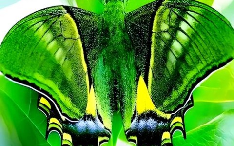 金斑喙凤蝶观测（金斑喙凤蝶是珍稀动物吗）