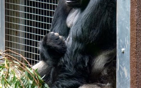 动物园猩猩投喂记（动物园猩猩投喂记录视频）