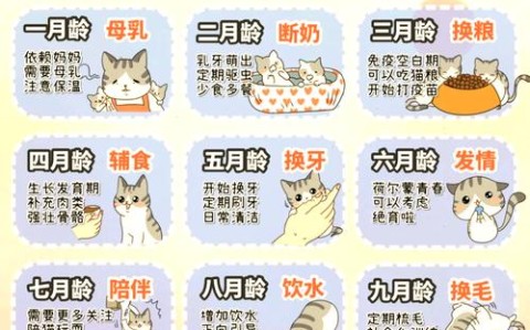 宠物日常（宠物日常护理小常识）