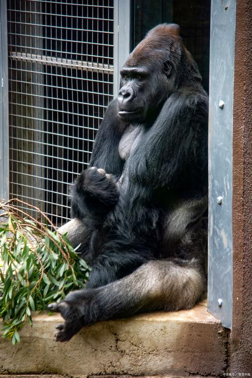 动物园猩猩投喂记（动物园猩猩投喂记录视频）