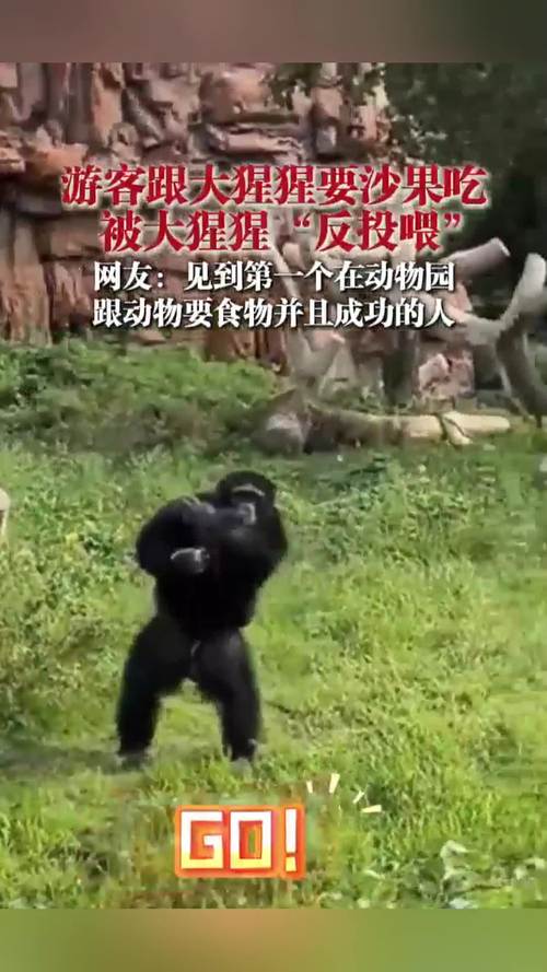 动物园猩猩投喂记（动物园猩猩投喂记录视频）