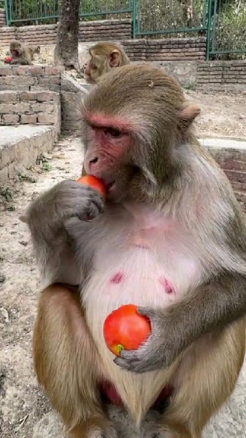 动物园猩猩投喂记（动物园猩猩投喂记录视频）