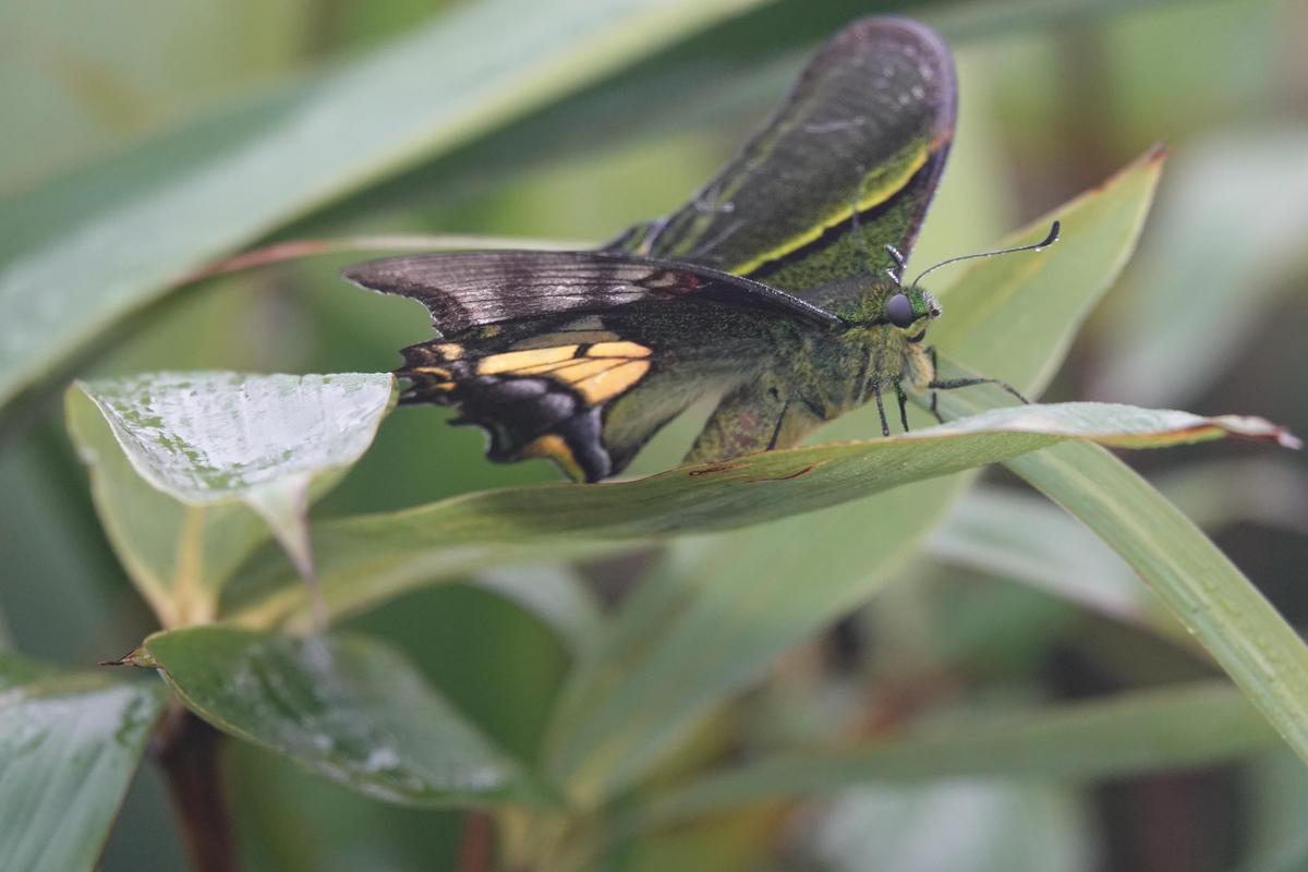 金斑喙凤蝶观测（金斑喙凤蝶是珍稀动物吗）