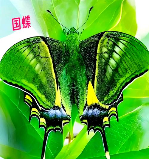 金斑喙凤蝶观测（金斑喙凤蝶是珍稀动物吗）