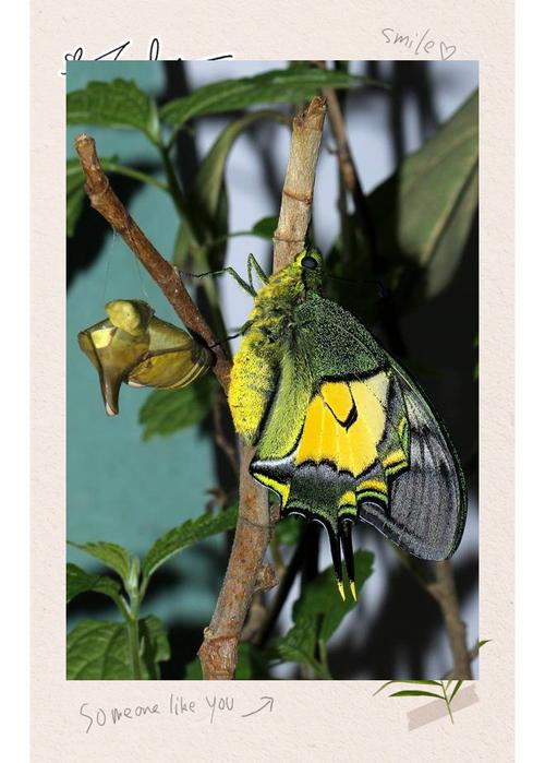 金斑喙凤蝶观测（金斑喙凤蝶是珍稀动物吗）