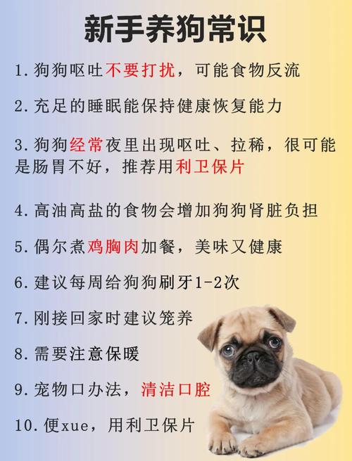 宠物日常（宠物日常护理小常识）