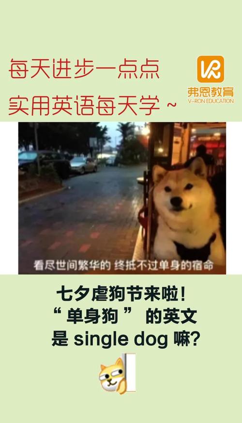 七夕英语（七夕英语翻译）